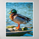 Recherche de canards sauvages posters Canard colvert