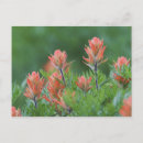 Recherche de pinceau indien cartes postales Rouge