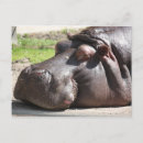 Recherche de hippopotame cartes postales Animaux africains