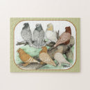 Recherche de pigeon puzzles Colombe