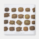 Recherche de coquille de tortue magnets Reptiles