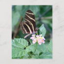 Recherche de longévité cartes postales Insecte