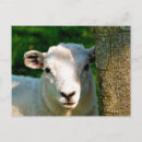 Recherche de moutons blancs cartes postales Fermes
