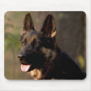 Recherche de allemand sheperd Chien