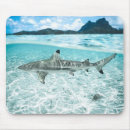 Recherche de requins tapis souris Poisson