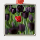 Recherche de keukenhof Minorité