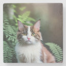 Recherche de ragdolls dessous de verres Animal