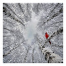 Recherche de cardinal rouge posters Hiver