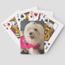 Recherche de maltais jeux de cartes Dog