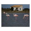 Recherche de camargue posters Flamingo