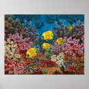 Recherche de poisson rouge posters Corail