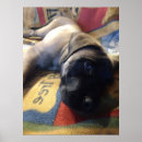 Recherche de mastiff anglais posters Mignon