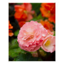 Recherche de delicate posters Photographie