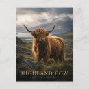 Recherche de vacher cartes postales Vache des highlands