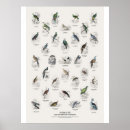 Recherche de naturaliste posters Oiseaux