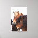 Recherche de caballus impressions sur toile Superstock