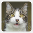 Recherche de chat effrayé autocollants Effrayant