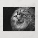 Recherche de visage de lion cartes postales Tête