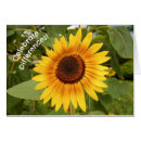 Recherche de cache cache photographie Fleurs