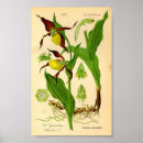 Recherche de glissière posters Botanique