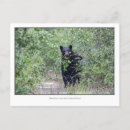 Recherche de ours noir cartes postales Nature