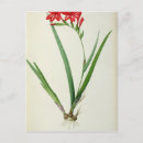 Recherche de cardinalis Botanique