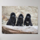 Recherche de chien terre neuve posters Chiens