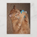Recherche de chat tigré orange cartes postales Mignon