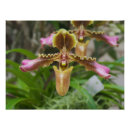 Recherche de orchidee posters Botanique