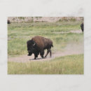 Recherche de bison anniversaire cartes Jaune