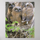 Recherche de jeune hibou posters Faune