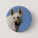 Recherche de berger badges Alsacien