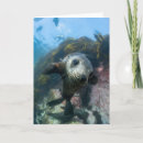 Recherche de bébé phoque vœux cartes Jeune animal