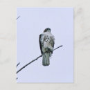 Recherche de oiseau rouge cartes postales Rapaces