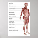 Recherche de musculaire posters Humain