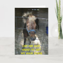 Recherche de cheval autour vœux cartes Photographie