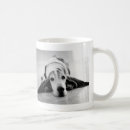 Recherche de bassets tasses Chien