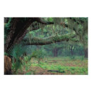 Recherche de arbre de chêne vivant posters Mousse