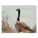 Recherche de oiseau de b art Animaux