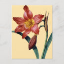 Recherche de amaryllis cartes postales Peinture d'amaryllis