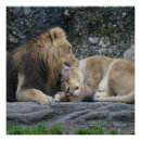 Recherche de lion posters Amour