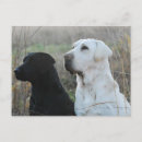 Recherche de chien de laboratoire cartes postales Labo jaune