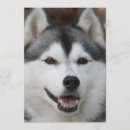 Recherche de husky invitations Dog