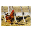 Recherche de coq rouge posters Nature