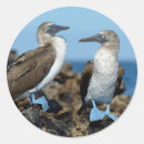 Recherche de bobby autocollants Les îles galapagos