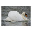 Recherche de lac cygne posters Faune