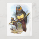 Recherche de oiseau perroquet cartes postales Nature
