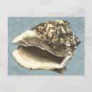 Recherche de coquilles de conque cartes postales Côtier