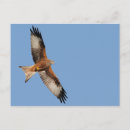 Recherche de envergure cartes postales Oiseau