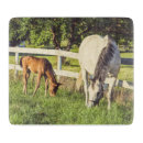 Recherche de poulain planches à découper Chevaux